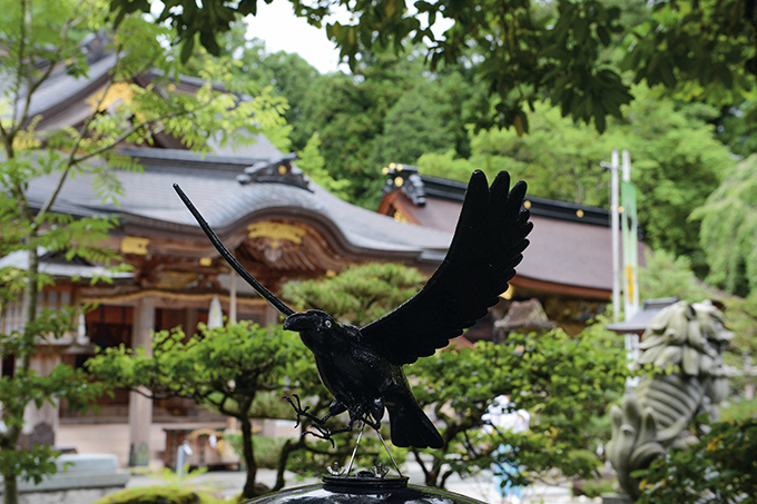 熊害未平，鸦灾又起：日本应对城市治理新难题