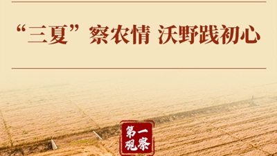 “三夏”察农情 沃野践初心